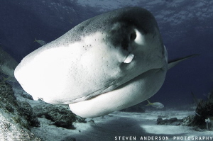 Tiger Sharks bump things like we as humans feel things wi... by Steven Anderson 